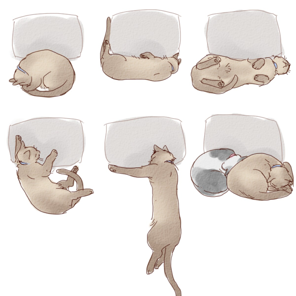うちの猫が私の枕を占拠する幾つかの方法