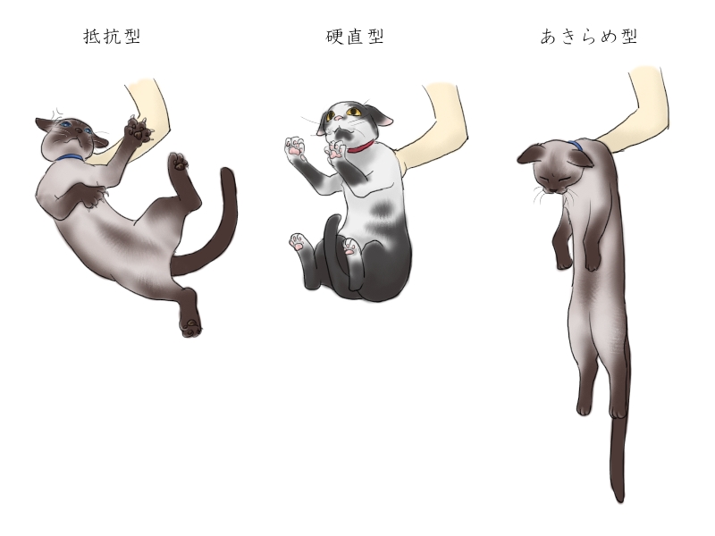猫掴みのリアクション